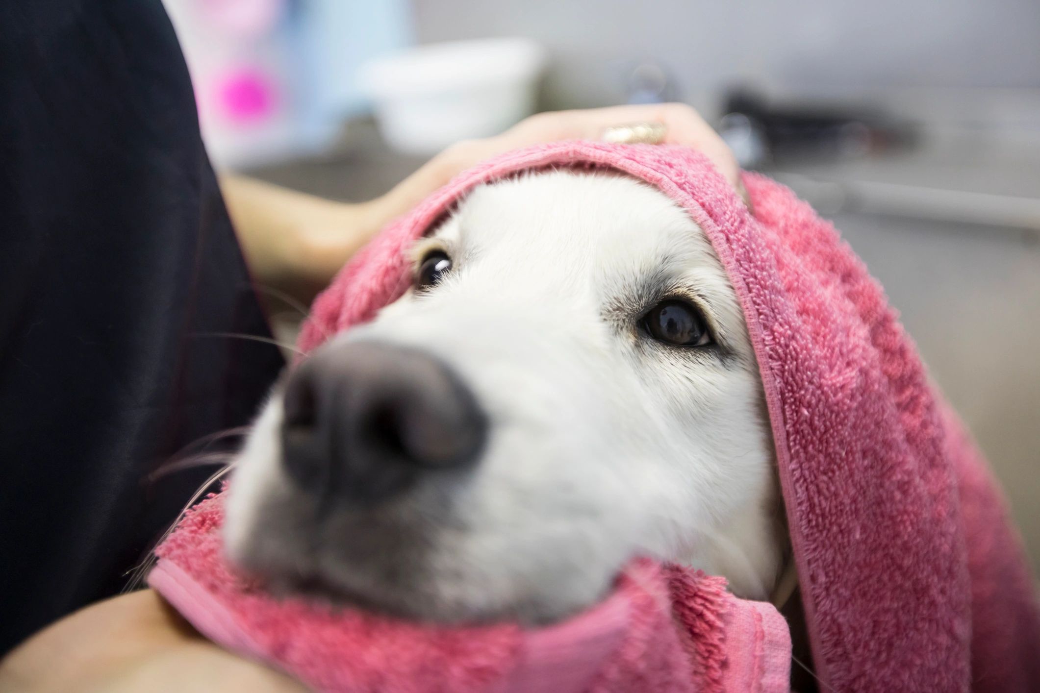 Dog wrapped in a towel after a bath