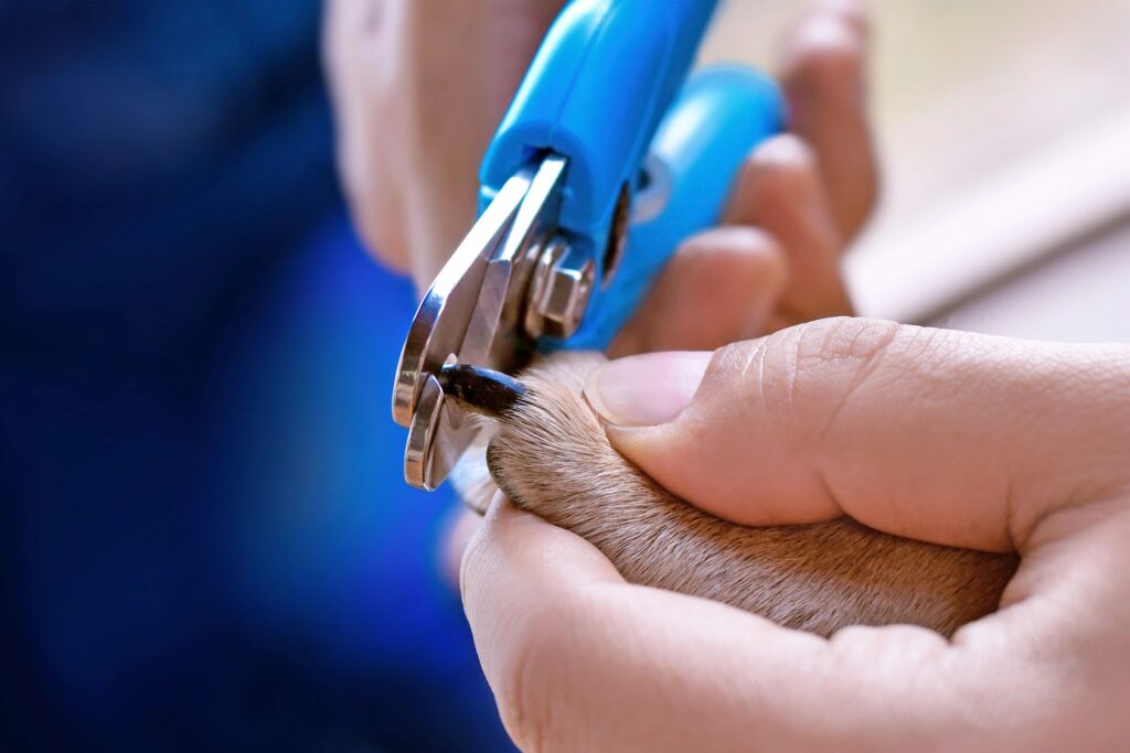 Nail trimming of dog nails
