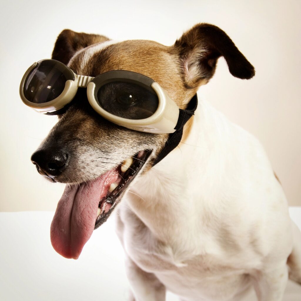 Portrait of Jack Russell Terrier with Glasses
