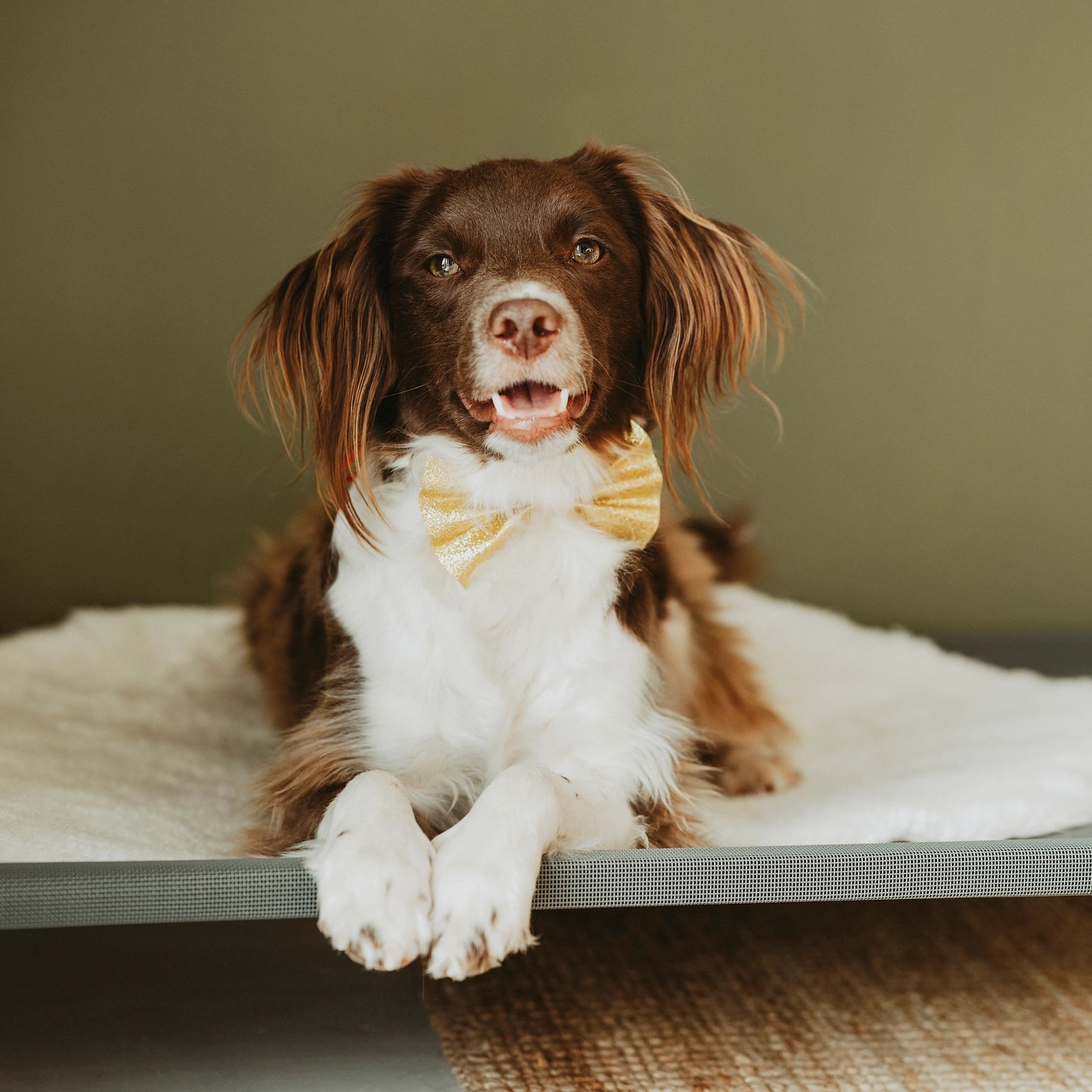 Dog with bow tie (testimonial avatar placeholder)