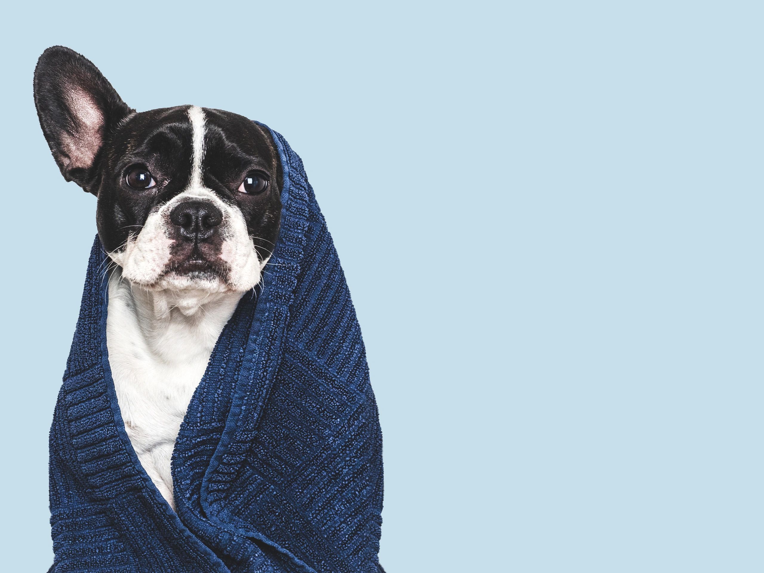 Clean, fluffy puppy wrapped in a towel after a gentle groom