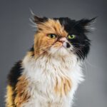 Square Portrait of a Persian Cat Looking at Camera.
