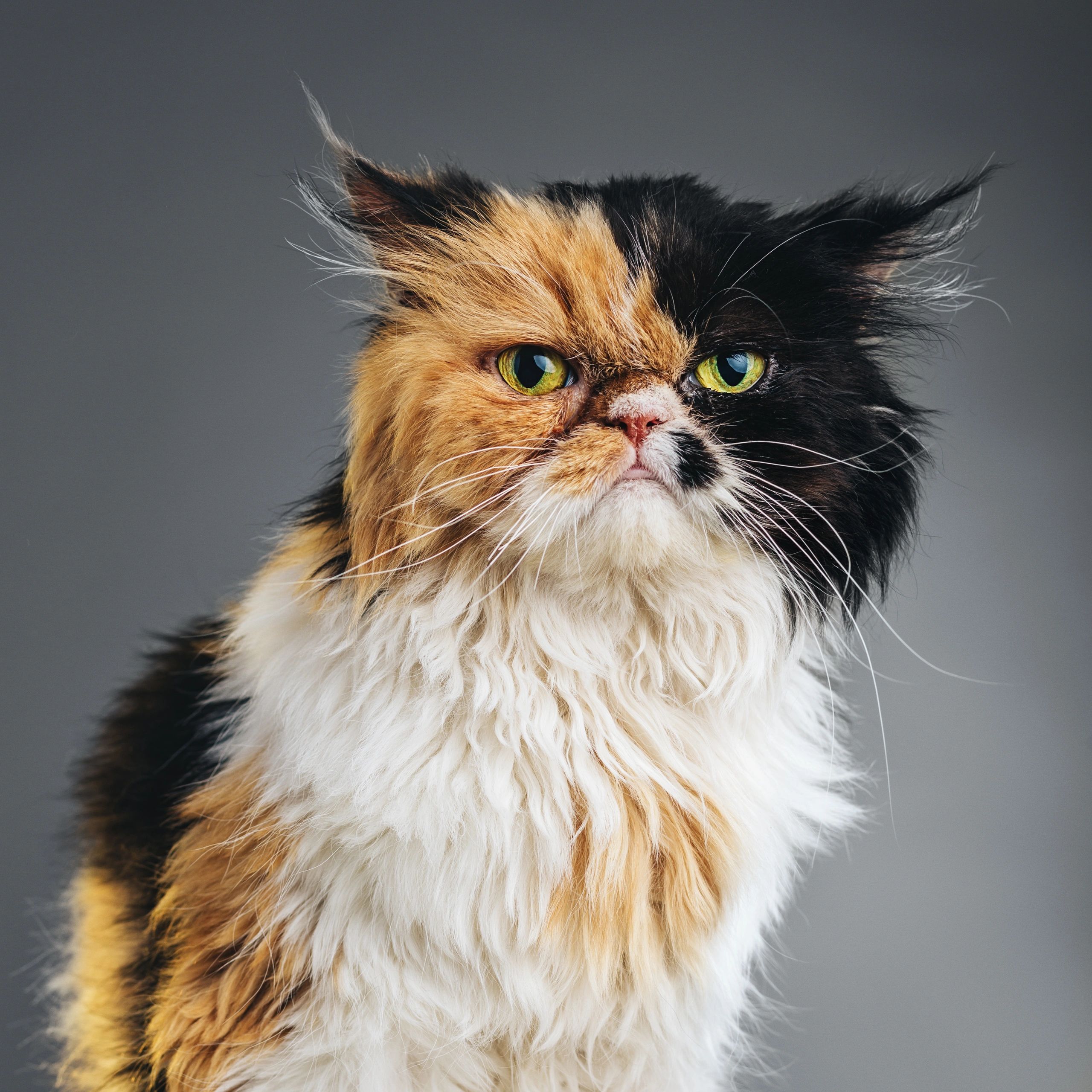 Persian cat portrait (testimonial avatar placeholder)