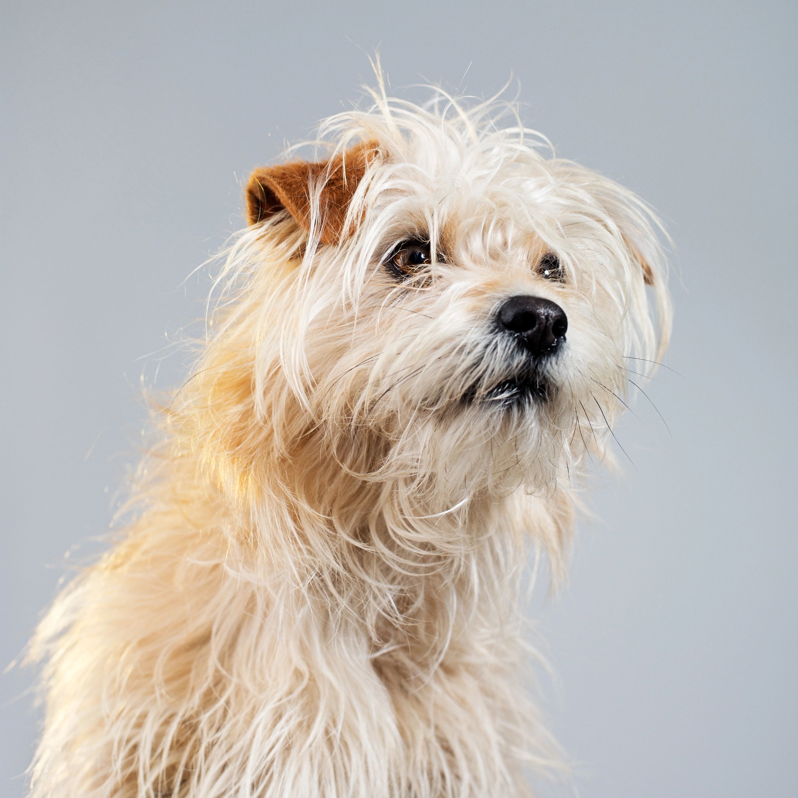 Portrait of a golden dog